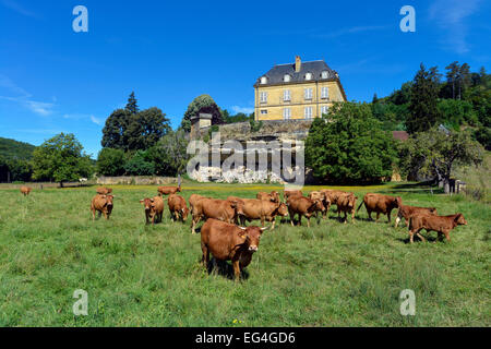 Aubrac Cows in front of Chateau du Roc Perigord noir Dordogne Aquitaine France Stock Photo