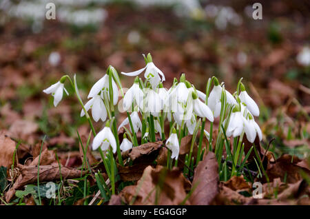 South Cambridgeshire, UK. 16th February, 2015. Weather: Snowdrops (Galanthus nivalis) in the churchyard of St Mary and St Andrew's Church, Whittlesford, Cambridge Credit:  David Jackson/Alamy Live News Stock Photo