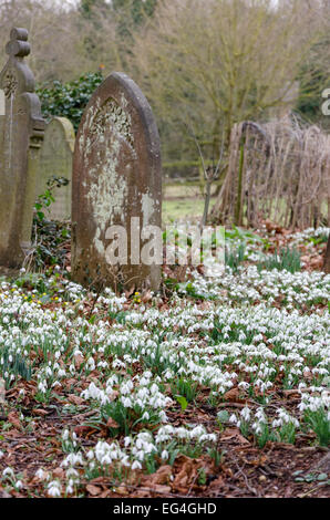 South Cambridgeshire, UK. 16th February, 2015. Weather: Snowdrops (Galanthus nivalis) in the churchyard of St Mary and St Andrew's Church, Whittlesford, Cambridge Credit:  David Jackson/Alamy Live News Stock Photo