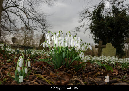 South Cambridgeshire, UK. 16th February, 2015. Weather: Snowdrops (Galanthus nivalis) in the churchyard of St Mary and St Andrew's Church, Whittlesford, Cambridge Credit:  David Jackson/Alamy Live News Stock Photo