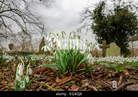 South Cambridgeshire, UK. 16th February, 2015. Weather: Snowdrops (Galanthus nivalis) in the churchyard of St Mary and St Andrew's Church, Whittlesford, Cambridge Credit:  David Jackson/Alamy Live News Stock Photo