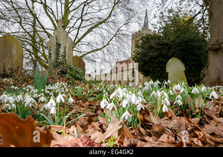 South Cambridgeshire, UK. 16th February, 2015. Weather: Snowdrops (Galanthus nivalis) in the churchyard of St Mary and St Andrew's Church, Whittlesford, Cambridge Credit:  David Jackson/Alamy Live News Stock Photo