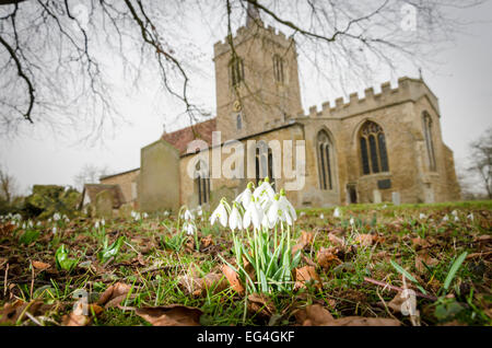 South Cambridgeshire, UK. 16th February, 2015. Weather: Snowdrops (Galanthus nivalis) in the churchyard of St Mary and St Andrew's Church, Whittlesford, Cambridge Credit:  David Jackson/Alamy Live News Stock Photo