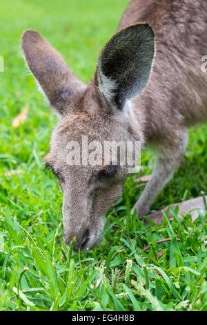 Close up of a gray Kangaroo eating grass. Stock Photo