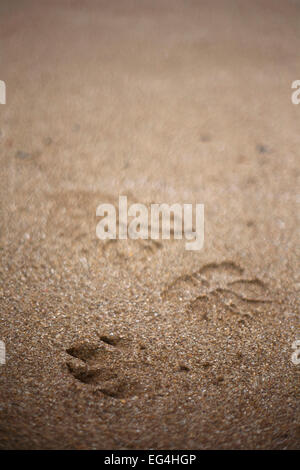 footprints on the beach Stock Photo