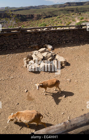 Gran Canaria - Farm animals at the Mundo Aborigen archeological park - Canary Islands, Spain, Europe Stock Photo