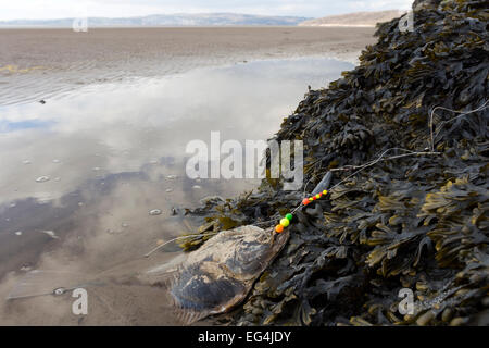 Dead Flat Fish Caught up on a Discarded Fishing Line and Washed up on the Coast of Morecambe Bay Near Silverdale, Lancashire UK Stock Photo