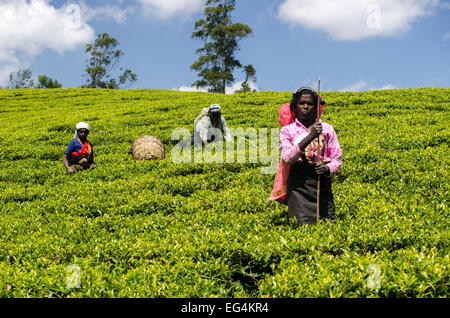 Tea pluckers on the Pedro Estate, Sri Lanka Stock Photo