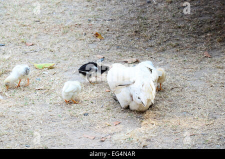 Hen and chicks find food in morning at Surin Thailand Stock Photo
