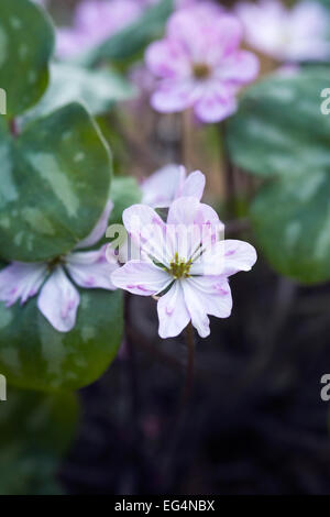 Hepatica nobilis var. japonica. Liverwort flowers growing in a protected environment. Stock Photo