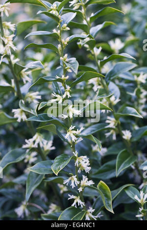 Sarcococca confusa. Sweet box in flower. Stock Photo