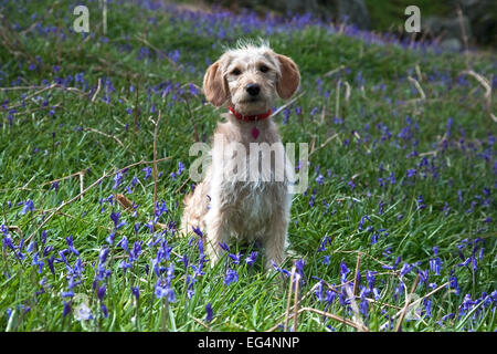 Yellow labradoodle puppy sitting in bluebells Stock Photo