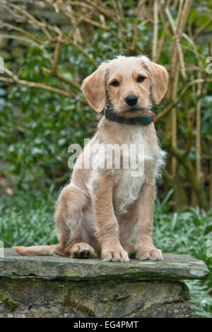 Yellow Labradoodle Puppy Stock Photo