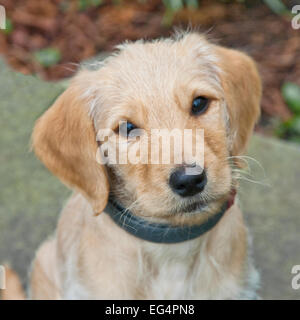 Yellow Labradoodle Puppy Stock Photo