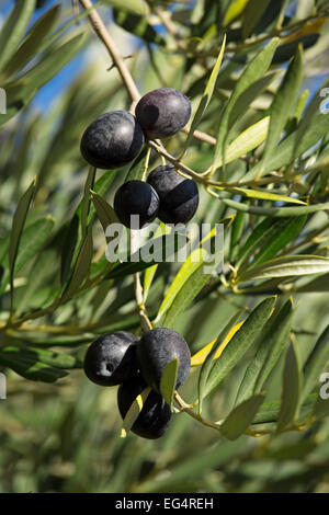 Olives olive tree Andalusia Spain Stock Photo