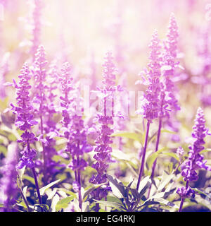 Vintage photo of lavender flowers in sunny day Stock Photo