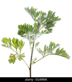 Fresh green wormwood (Artemisia absinthium) on white Stock Photo