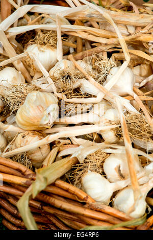 Fresh dried garlic bulbs wicker on market stall Stock Photo