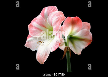 Hippeastrum Apple Blossom with Clipping path Stock Photo