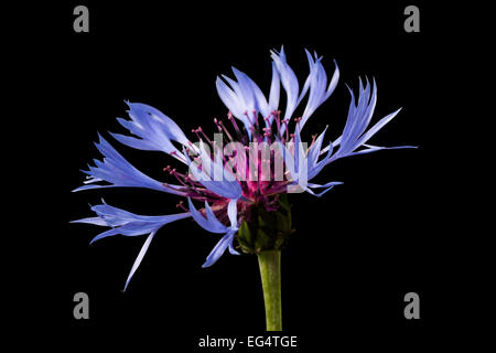 Squarrose Knapweed with Clipping path Stock Photo