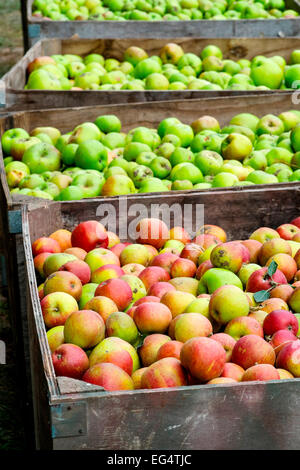 Row of crates full of freshly harvested Waterperry apples Stock Photo