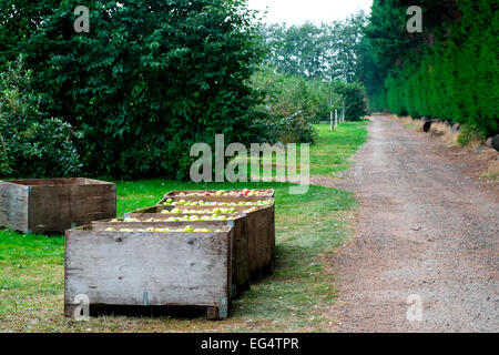 Row of crates full of fresh Waterperry apples in apple orchard Stock Photo