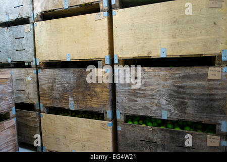 Rows of stacked wooden crates of fresh apples Stock Photo