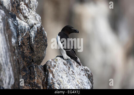 Razorbill (Alca Torda) standing on a cliff edge Isle of May, Scotland UK Stock Photo