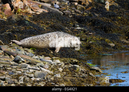 harbour seal;harbor seal;A common seal (Phoca vitulina) basks on sea weed and rocks, Shetland, Scotland, UK Stock Photo