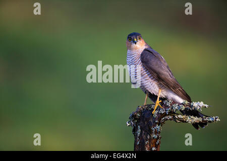 Sparrowhawk (Accipiter nisus) on a perch; Dumfriesshire Scotland UK