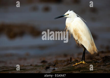 Little egret Egretta garzetta),surveys the  mud flats at low tide, Norfolk England UK Stock Photo