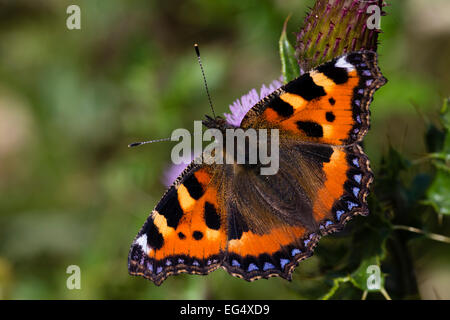 Small tortoiseshell (Aglais urticae) butterfly perched on thistle; Isle of May Scotland UK Stock Photo