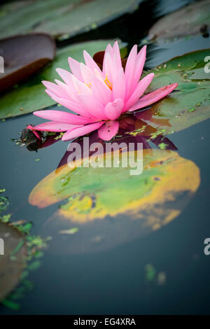 Pink water lily flower floating on pond Stock Photo