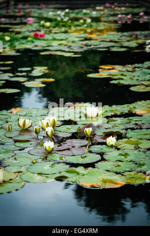Water lily pads and flowers floating on pond Stock Photo