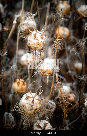 Close up of dried seed pods on Nigella Hispanica plants Stock Photo