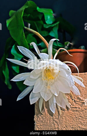 Epiphyllum  oxypetalum, Dutchmans pipe, Queen of the Night, Stock Photo