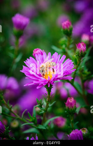 Close up of bee on purple Michaelmas Daisy flower Stock Photo