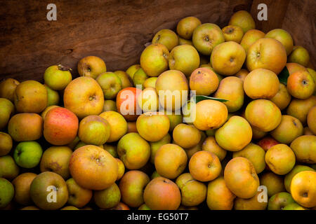 Large group of freshly harvested heritage green apples in crate Stock Photo