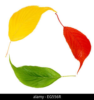 recycling recycle concept changing change of seasons concept seasonal colours colors coloured colored cherry leaves Stock Photo