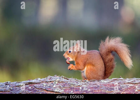 Red squirrel gathering nuts in a Scottish Highlands forest Stock Photo