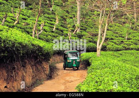 Tuk Tuk Rikshaw going through Tea field plantations in the mountain area in Nuwara Eliya, Sri Lanka Stock Photo