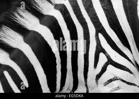 Real zebra pattern close-up. Black and white stripes background Stock Photo