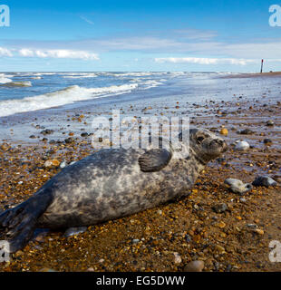 Grey seal Halichoerus grypus lying on beach at Horsey in Norfolk East Anglia England UK where a colony lives on North Sea coast Stock Photo