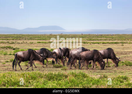 Wildebeests herd, Gnu on savanna. Safari in Serengeti, Tanzania, Africa Stock Photo