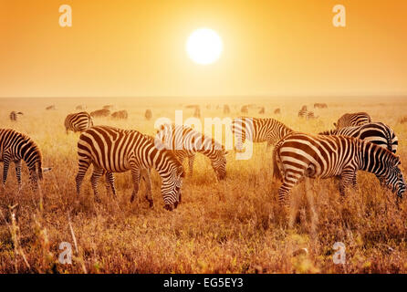 Zebras herd on savanna at sunset, Africa. Safari in Serengeti, Tanzania Stock Photo