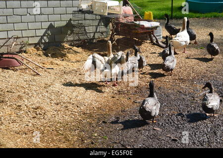 Geese and ducks in the yard Stock Photo