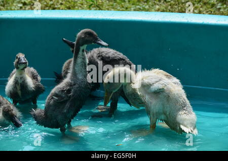 Ducks and geese in a pool Stock Photo