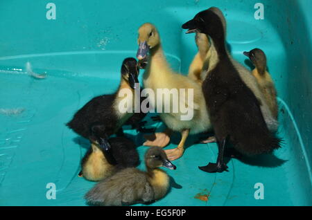 Baby geese and ducks Stock Photo