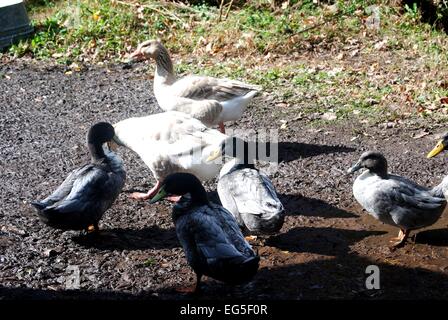 geese and ducks Stock Photo