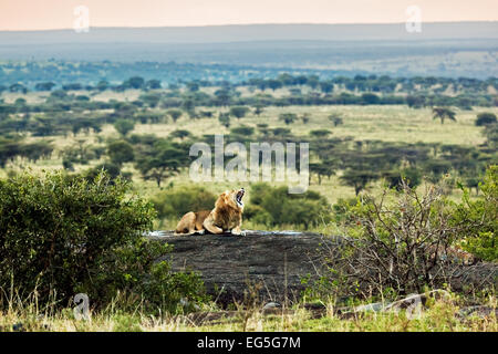 Lion lying on rocks and roars on savanna at sunset. Safari in Serengeti, Tanzania, Africa Stock Photo